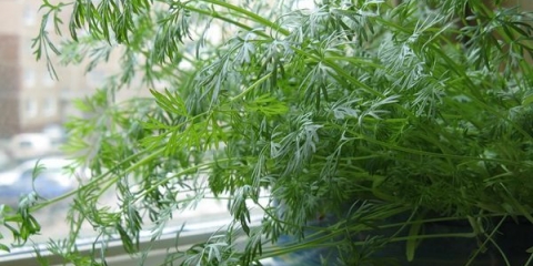 Pravilan uzgoj kopra na prozorskoj dasci iz sjemena